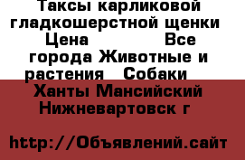 Таксы карликовой гладкошерстной щенки › Цена ­ 20 000 - Все города Животные и растения » Собаки   . Ханты-Мансийский,Нижневартовск г.